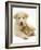 Domestic Puppy (Canis Familiaris) with Bunny-Jane Burton-Framed Photographic Print