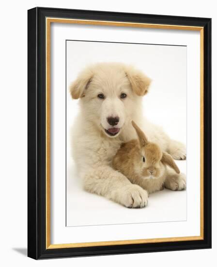 Domestic Puppy (Canis Familiaris) with Bunny-Jane Burton-Framed Photographic Print