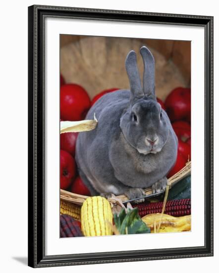 Domestic Rabbit, Mini Rex Breed-Lynn M^ Stone-Framed Photographic Print