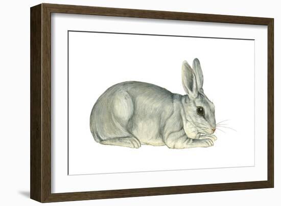 Domestic Rabbit (Oryctolagus Cuniculus), Mammals-Encyclopaedia Britannica-Framed Art Print