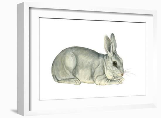 Domestic Rabbit (Oryctolagus Cuniculus), Mammals-Encyclopaedia Britannica-Framed Art Print