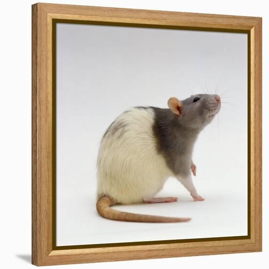 Domestic Rat Sitting Alert-Jane Burton-Framed Premier Image Canvas