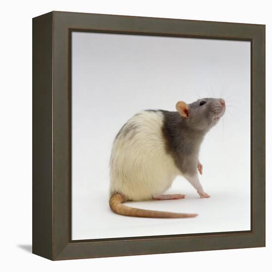 Domestic Rat Sitting Alert-Jane Burton-Framed Premier Image Canvas