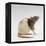 Domestic Rat Sitting Alert-Jane Burton-Framed Premier Image Canvas