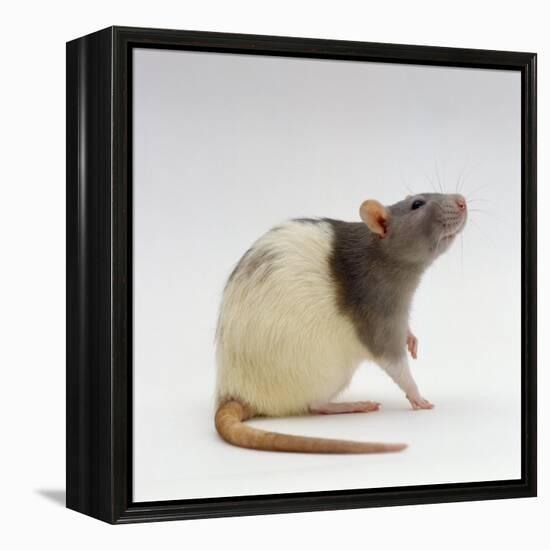 Domestic Rat Sitting Alert-Jane Burton-Framed Premier Image Canvas