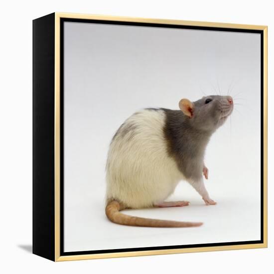 Domestic Rat Sitting Alert-Jane Burton-Framed Premier Image Canvas