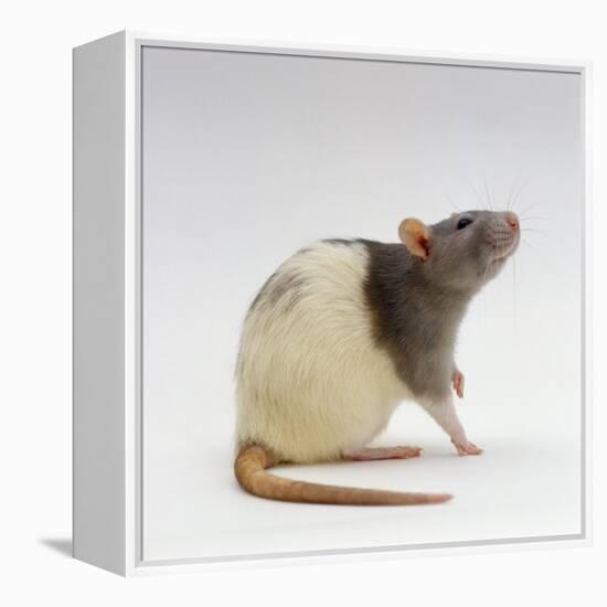 Domestic Rat Sitting Alert-Jane Burton-Framed Premier Image Canvas