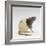 Domestic Rat Sitting Alert-Jane Burton-Framed Photographic Print