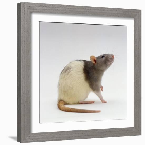 Domestic Rat Sitting Alert-Jane Burton-Framed Photographic Print