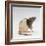 Domestic Rat Sitting Alert-Jane Burton-Framed Photographic Print