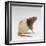 Domestic Rat Sitting Alert-Jane Burton-Framed Photographic Print