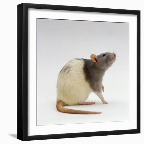 Domestic Rat Sitting Alert-Jane Burton-Framed Photographic Print