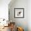 Domestic Rat Sitting Alert-Jane Burton-Framed Photographic Print displayed on a wall