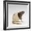 Domestic Rat Sitting Alert-Jane Burton-Framed Photographic Print