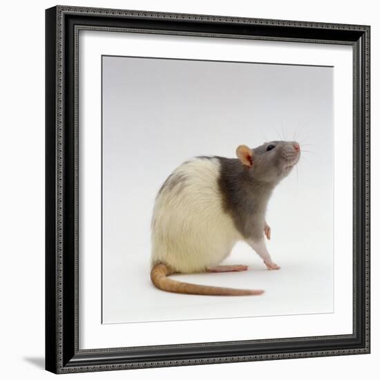 Domestic Rat Sitting Alert-Jane Burton-Framed Photographic Print