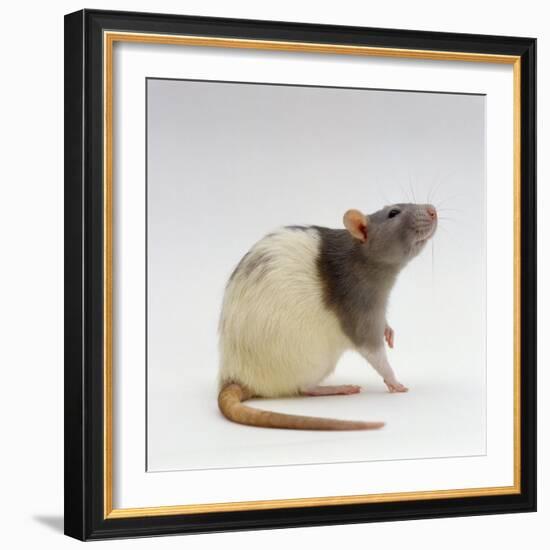 Domestic Rat Sitting Alert-Jane Burton-Framed Photographic Print