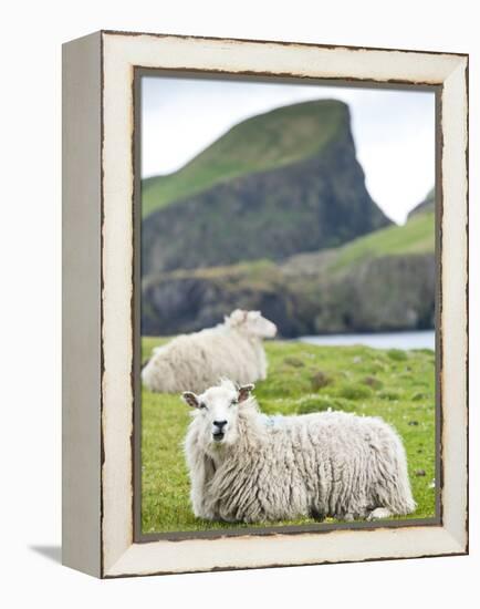 Domestic Sheep, Fair Isle, Shetland Islands, Scotland, United Kingdom, Europe-Andrew Stewart-Framed Premier Image Canvas