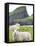 Domestic Sheep, Fair Isle, Shetland Islands, Scotland, United Kingdom, Europe-Andrew Stewart-Framed Premier Image Canvas