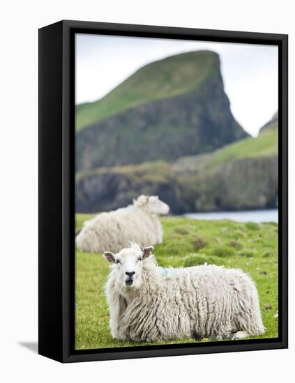 Domestic Sheep, Fair Isle, Shetland Islands, Scotland, United Kingdom, Europe-Andrew Stewart-Framed Premier Image Canvas