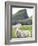 Domestic Sheep, Fair Isle, Shetland Islands, Scotland, United Kingdom, Europe-Andrew Stewart-Framed Photographic Print