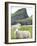 Domestic Sheep, Fair Isle, Shetland Islands, Scotland, United Kingdom, Europe-Andrew Stewart-Framed Photographic Print