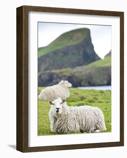 Domestic Sheep, Fair Isle, Shetland Islands, Scotland, United Kingdom, Europe-Andrew Stewart-Framed Photographic Print