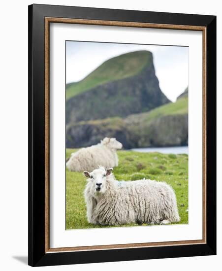 Domestic Sheep, Fair Isle, Shetland Islands, Scotland, United Kingdom, Europe-Andrew Stewart-Framed Photographic Print