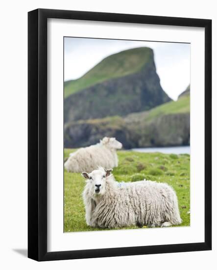 Domestic Sheep, Fair Isle, Shetland Islands, Scotland, United Kingdom, Europe-Andrew Stewart-Framed Photographic Print