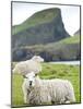 Domestic Sheep, Fair Isle, Shetland Islands, Scotland, United Kingdom, Europe-Andrew Stewart-Mounted Photographic Print