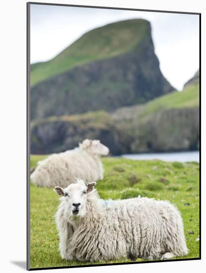 Domestic Sheep, Fair Isle, Shetland Islands, Scotland, United Kingdom, Europe-Andrew Stewart-Mounted Photographic Print