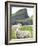 Domestic Sheep, Fair Isle, Shetland Islands, Scotland, United Kingdom, Europe-Andrew Stewart-Framed Photographic Print