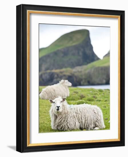 Domestic Sheep, Fair Isle, Shetland Islands, Scotland, United Kingdom, Europe-Andrew Stewart-Framed Photographic Print