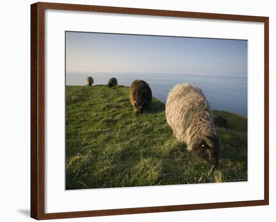 Domestic Sheep, Heligoland, Germany-Thorsten Milse-Framed Photographic Print