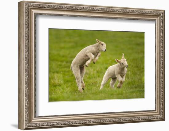 Domestic Sheep, Lambs Playing in Field, Goosehill Farm, Buckinghamshire, UK, April 2005-Ernie Janes-Framed Photographic Print