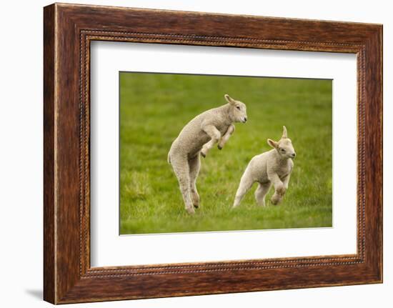 Domestic Sheep, Lambs Playing in Field, Goosehill Farm, Buckinghamshire, UK, April 2005-Ernie Janes-Framed Photographic Print