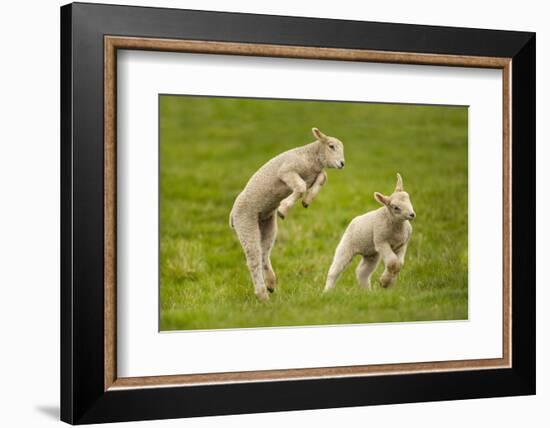 Domestic Sheep, Lambs Playing in Field, Goosehill Farm, Buckinghamshire, UK, April 2005-Ernie Janes-Framed Photographic Print