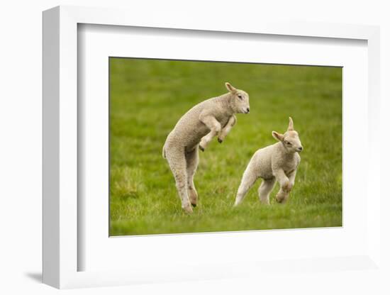 Domestic Sheep, Lambs Playing in Field, Goosehill Farm, Buckinghamshire, UK, April 2005-Ernie Janes-Framed Photographic Print