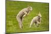 Domestic Sheep, Lambs Playing in Field, Goosehill Farm, Buckinghamshire, UK, April 2005-Ernie Janes-Mounted Photographic Print