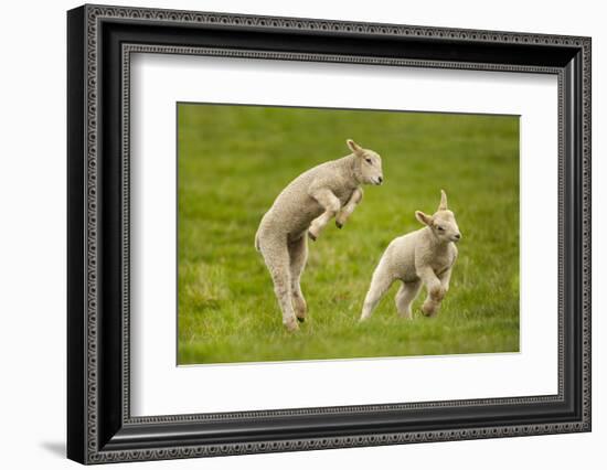 Domestic Sheep, Lambs Playing in Field, Goosehill Farm, Buckinghamshire, UK, April 2005-Ernie Janes-Framed Photographic Print