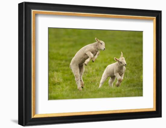 Domestic Sheep, Lambs Playing in Field, Goosehill Farm, Buckinghamshire, UK, April 2005-Ernie Janes-Framed Photographic Print