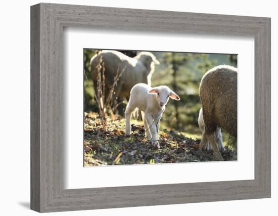 Domestic Sheep, Ovis Orientalis Aries, Lamb, Meadow, Side View, Standing, Looking at Camera-David & Micha Sheldon-Framed Photographic Print