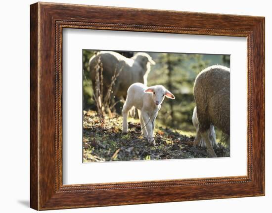 Domestic Sheep, Ovis Orientalis Aries, Lamb, Meadow, Side View, Standing, Looking at Camera-David & Micha Sheldon-Framed Photographic Print