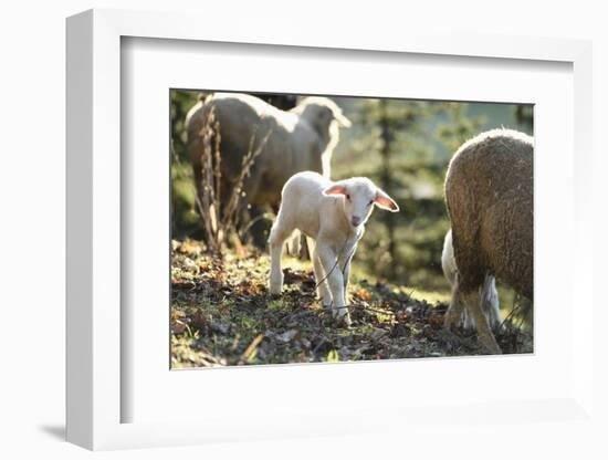 Domestic Sheep, Ovis Orientalis Aries, Lamb, Meadow, Side View, Standing, Looking at Camera-David & Micha Sheldon-Framed Photographic Print