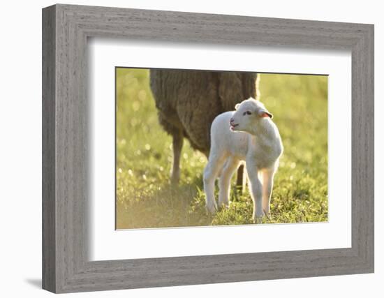 Domestic Sheep, Ovis Orientalis Aries, Lamb, Meadow, Side View, Standing-David & Micha Sheldon-Framed Photographic Print