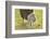 Domestic Sheep, Ovis Orientalis Aries, Lamb, Meadow, Side View, Standing-David & Micha Sheldon-Framed Photographic Print