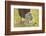 Domestic Sheep, Ovis Orientalis Aries, Lamb, Meadow, Side View, Standing-David & Micha Sheldon-Framed Photographic Print