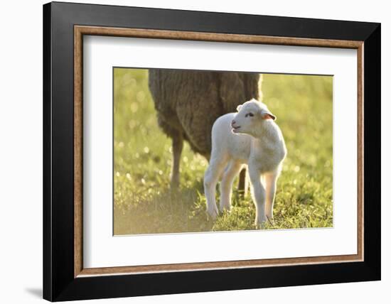 Domestic Sheep, Ovis Orientalis Aries, Lamb, Meadow, Side View, Standing-David & Micha Sheldon-Framed Photographic Print