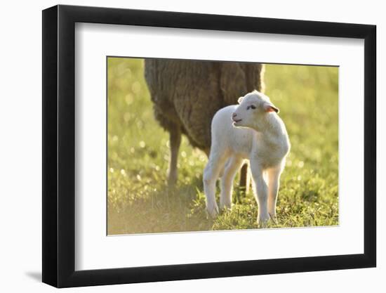 Domestic Sheep, Ovis Orientalis Aries, Lamb, Meadow, Side View, Standing-David & Micha Sheldon-Framed Photographic Print