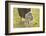 Domestic Sheep, Ovis Orientalis Aries, Lamb, Meadow, Side View, Standing-David & Micha Sheldon-Framed Photographic Print
