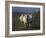 Domestic Sheep, Westerhever, Schleswig-Holstein, Germany-Thorsten Milse-Framed Photographic Print